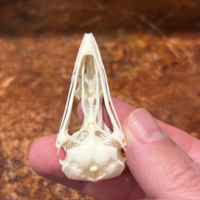 Chicken - Bird skull - Gallus gallus domesticus