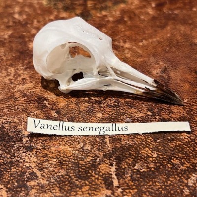 African wattled lapwing - Bird skull - Vanellus senegallus