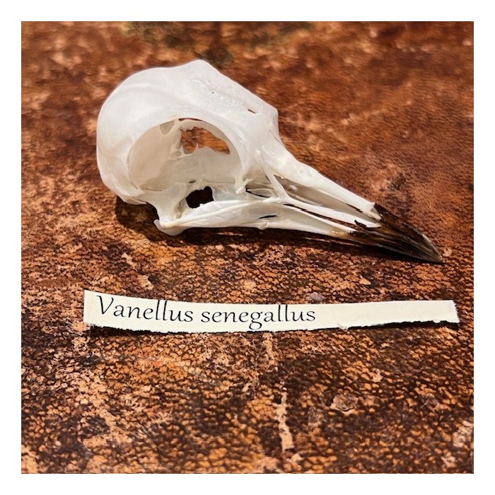 African wattled lapwing - Bird skull - Vanellus senegallus
