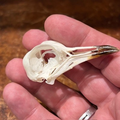 African wattled lapwing - Bird skull - Vanellus senegallus