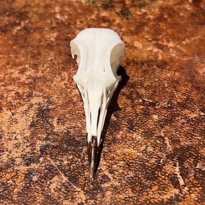 Vanneau du Sénégal - Crâne d'oiseau - Vanellus senegallus