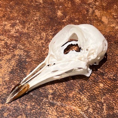 Vanneau du Sénégal - Crâne d'oiseau - Vanellus senegallus