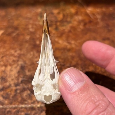African wattled lapwing - Bird skull - Vanellus senegallus