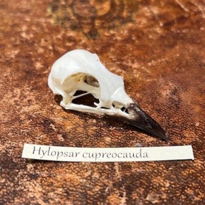 Copper-tailed starling - Bird skull - Hylopsar cupreocauda