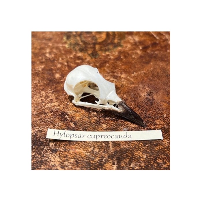 Copper-tailed starling - Bird skull - Hylopsar cupreocauda