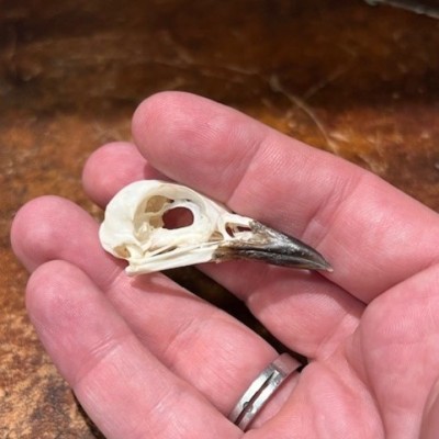 Copper-tailed starling - Bird skull - Hylopsar cupreocauda