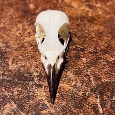 Copper-tailed starling - Bird skull - Hylopsar cupreocauda