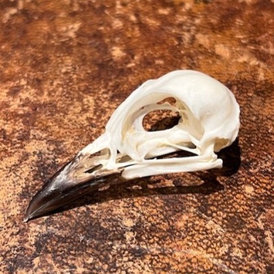 Choucador à queue bronzée - Crâne d'oiseau - Hylopsar cupreocauda