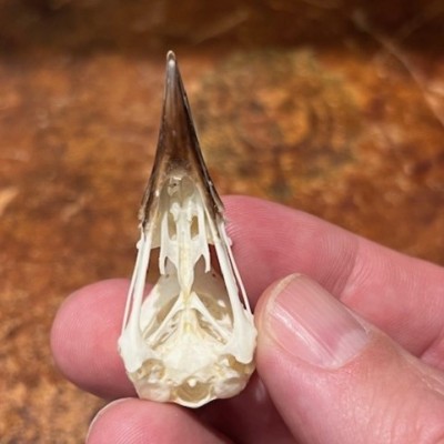 Copper-tailed starling - Bird skull - Hylopsar cupreocauda