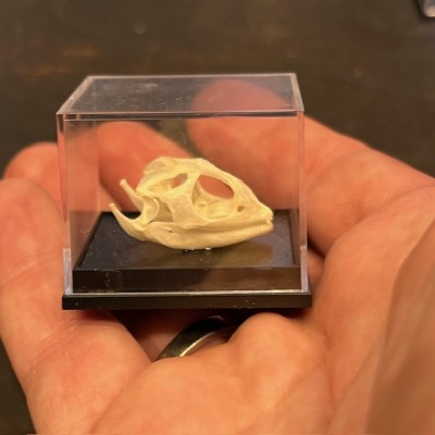 Dragon barbu - agame barbu - Pogona vitticeps - Crâne sous boîte