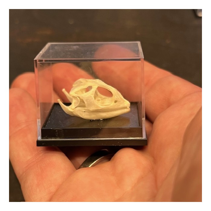 Dragon barbu - agame barbu - Pogona vitticeps - Crâne sous boîte