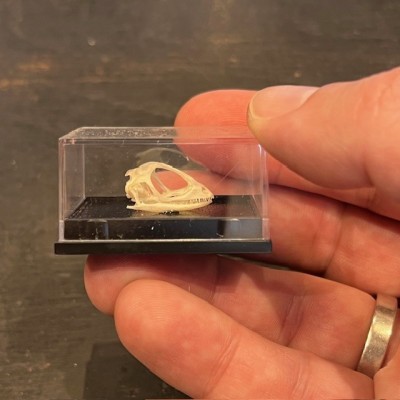 Dragon barbu - agame barbu - Pogona vitticeps - Crâne sous boîte