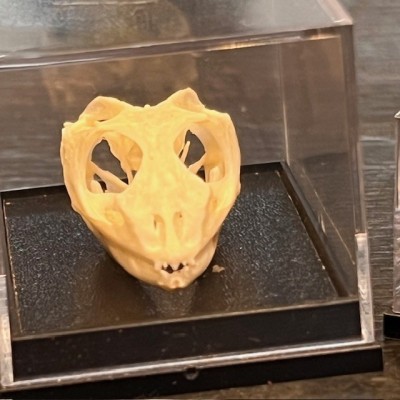 Dragon barbu - agame barbu - Pogona vitticeps - Crâne sous boîte