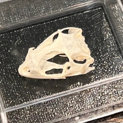 Dragon barbu - agame barbu - Pogona vitticeps - Crâne sous boîte