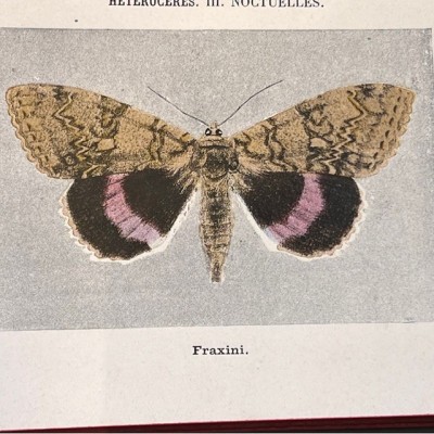 Pocket Atlas of Butterflies of France, Switzerland and Belgium - 1912
