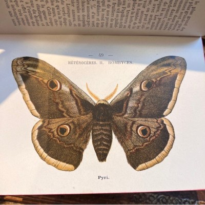 Atlas de poche des papillons de France, Suisse et Belgique - 1912