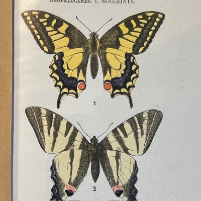 Atlas de poche des papillons de France, Suisse et Belgique - 1912