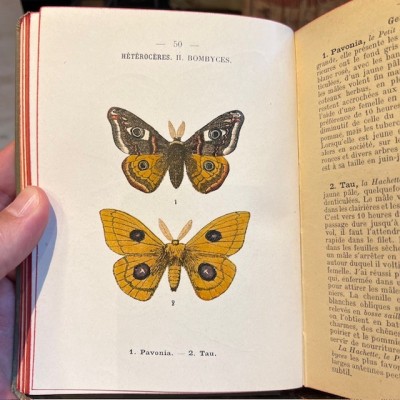 Atlas de poche des papillons de France, Suisse et Belgique - 1912