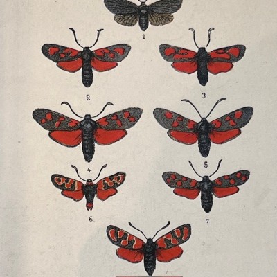 Pocket Atlas of Butterflies of France, Switzerland and Belgium - 1912