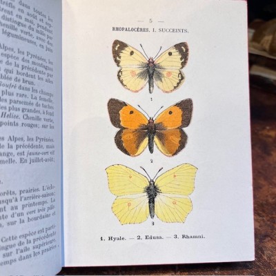 Atlas de poche des papillons de France, Suisse et Belgique - 1912