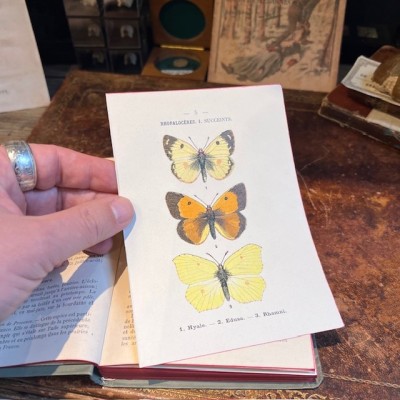 Pocket Atlas of Butterflies of France, Switzerland and Belgium - 1912