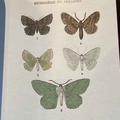 Pocket Atlas of Butterflies of France, Switzerland and Belgium - 1912
