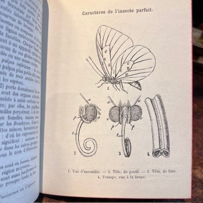 Pocket Atlas of Butterflies of France, Switzerland and Belgium - 1912