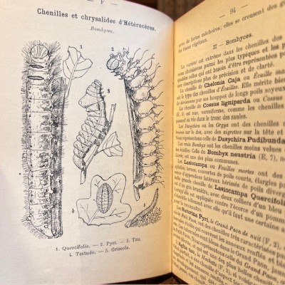 Atlas de poche des papillons de France, Suisse et Belgique - 1912