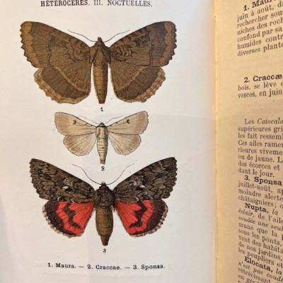 Pocket Atlas of Butterflies of France, Switzerland and Belgium - 1912