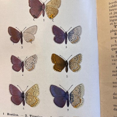 Pocket Atlas of Butterflies of France, Switzerland and Belgium - 1912