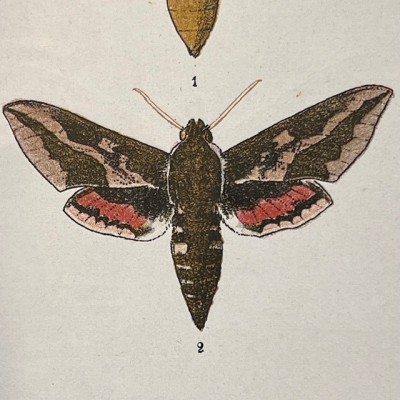 Atlas de poche des papillons de France, Suisse et Belgique - 1912