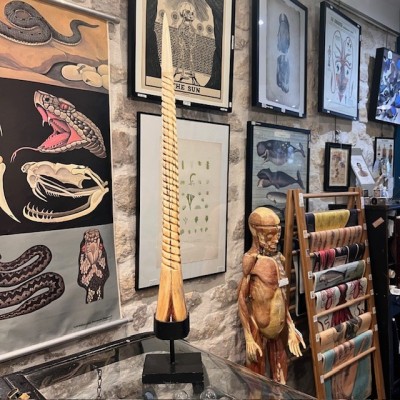 Rostre de Marlin sculpté en spirale - Licorne