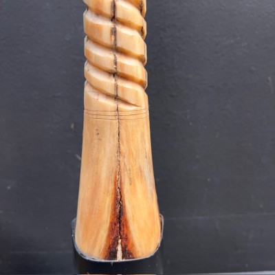 Marlin rostrum - L size