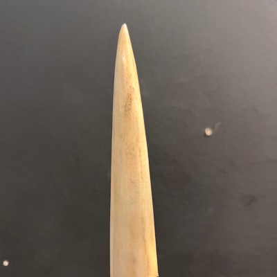 Marlin rostrum - L size