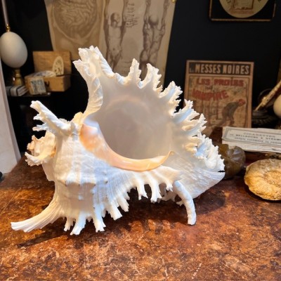Giant Ramose Murex shell - Murex ramosus