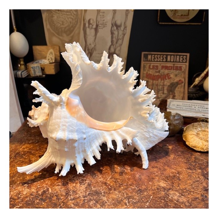 Giant Ramose Murex shell - Murex ramosus