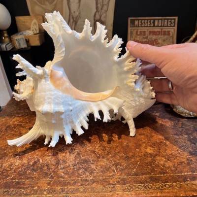 Giant Ramose Murex shell - Murex ramosus