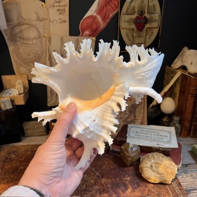 Giant Ramose Murex shell - Murex ramosus