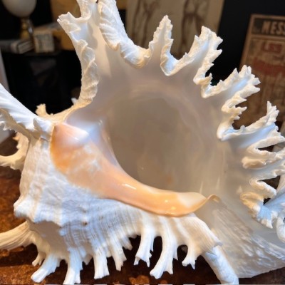 Giant Ramose Murex shell - Murex ramosus