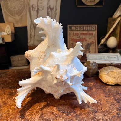Giant Ramose Murex shell - Murex ramosus