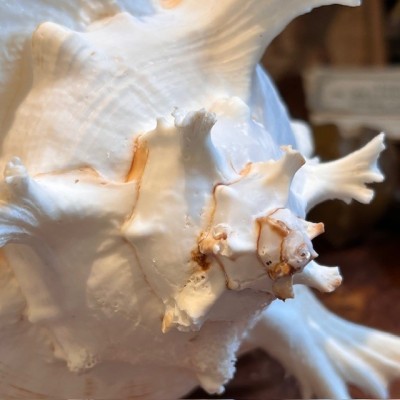 Giant Ramose Murex shell - Murex ramosus