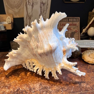 Giant Ramose Murex shell - Murex ramosus
