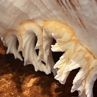 Coquillage Murex rameux - Murex ramosus