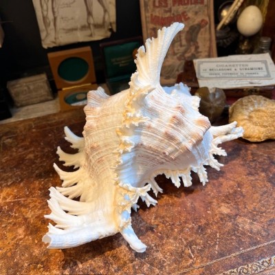 Coquillage Murex rameux - Murex ramosus