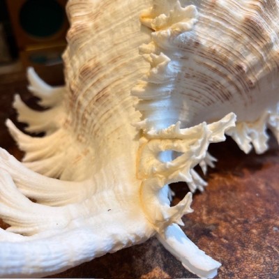 Giant Ramose Murex shell - Murex ramosus