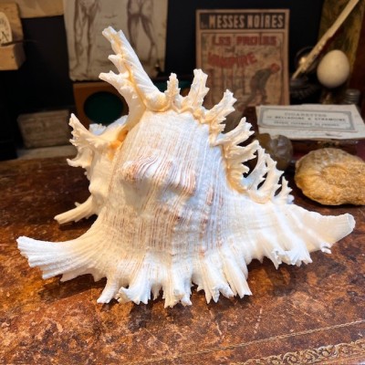 Giant Ramose Murex shell - Murex ramosus