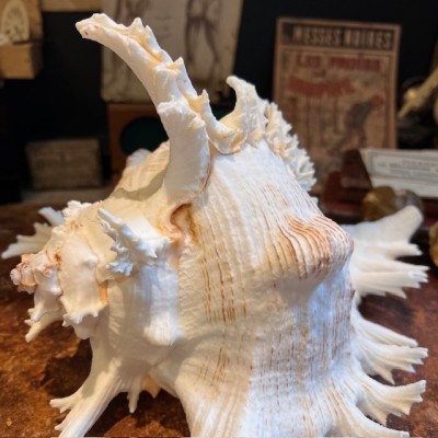 Giant Ramose Murex shell - Murex ramosus