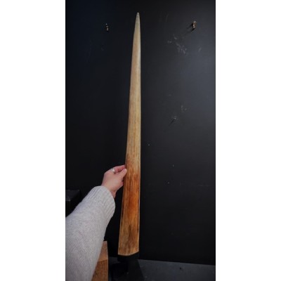 Rostre d'Espadon XXL 111.5cm- Xiphias gladius