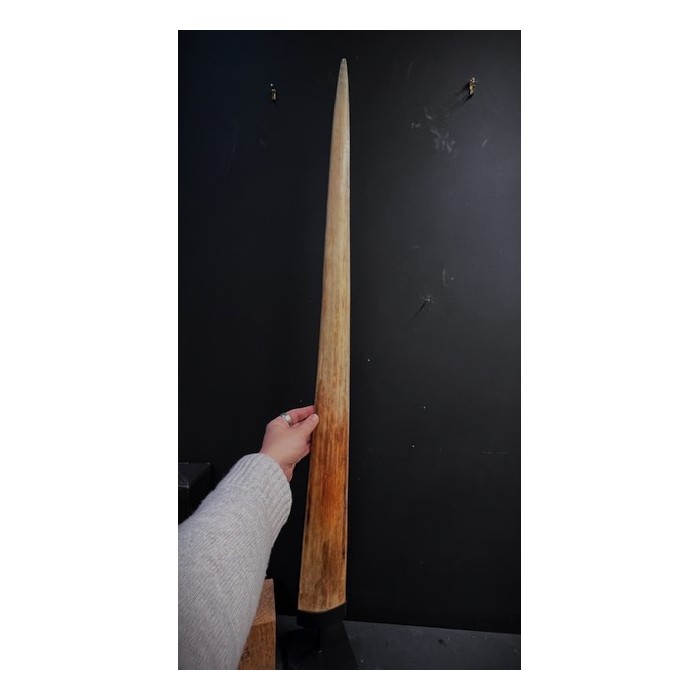 Rostrum of swordfish XXL