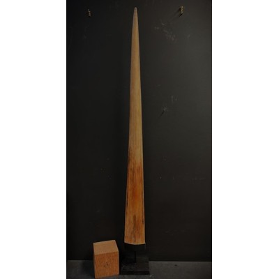Rostrum of swordfish XXL